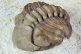 Wide, Enrolled Lochovella (Reedops) Trilobite - Oklahoma #94004-2